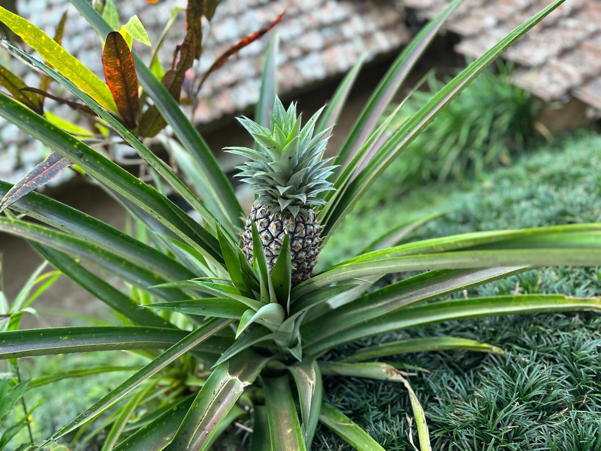 Oemah Tepi Sawah Villa Джатилувих Екстериор снимка